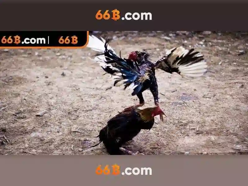 66B là gì và vì sao nó nổi bật